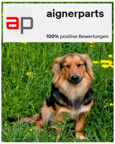 aignerparts Suki (cane) in un prato fiorito – 100% di feedback positivi su eBay